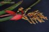 Aechmea penduliflora cv. R�gine de Ligne